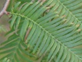 Metasequoia glyptostroboides - metasekvoje čínská - list - 6.9.2003 - Lednice (BV) - zámecký park