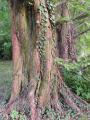 Metasequoia glyptostroboides - metasekvoje čínská - kmen - 6.9.2003 - Lednice (BV) - zámecký park