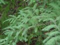 Metasequoia glyptostroboides - metasekvoje čínská - větev - 6.9.2003 - Lednice (BV) - zámecký park