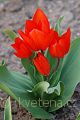 Tulipa praestans Fusilier - tulipán Fusilier - celá rostlina - 31.3.2007 - Lanžhot (BV) - soukromá zahrada