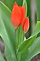 Tulipa praestans Fusilier - tulipán Fusilier - celá rostlina - 3.4.2011 - Lanžhot (BV) - soukromá zahrada