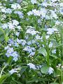 Myosotis palustris - poměnka bahenní - list - 3.6.2003 - Lanžhot (BV) - soukromá zahrada