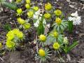 Eranthis cilicica - talovín - výsadba - 26.3.2005 - Lanžhot (BV) - soukromá zahrada