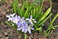 Chionodoxa forbesii - ladonička - celá rostlina - 26.3.2011 - Lanžhot (BV) - soukromá zahrada