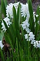 Puschkinia libanotica var. alba - puškinie - celá rostlina - 29.3.2008 - Lanžhot (BV) - soukromá zahrada