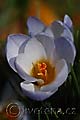 Crocus chrysanthus Blue Pearl - šafrán Blue Pearl - květ - 8.3.2008 - Lanžhot (BV) - soukromá zahrada