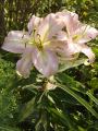 Lilium Xotica - lilie Xotica - celá rostlina - 24.7.2006 - Lanžhot (BV) - soukromá zahrada