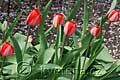 Tulipa Red Impression - tulipán Red Impression - celá rostlina - 21.4.2010 - Praha (PH) - Botanická zahrada Praha Trója