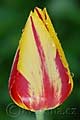 Tulipa Striped Bellona - tulipán Striped Bellona - květ - 24.4.2010 - Lanžhot (BV) - soukromá zahrada