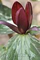 Trillium cuneatum - trojčet - květ - 2.4.2011 - Lanžhot (BV) - soukromá zahrada