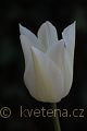 Tulipa White Triumphator - tulipán White Triumphator - květ - 15.4.2007 - Lanžhot (BV) - soukromá zahrada