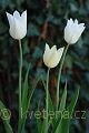Tulipa White Triumphator - tulipán White Triumphator - celá rostlina - 15.4.2007 - Lanžhot (BV) - soukromá zahrada