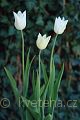 Tulipa White Triumphator - tulipán White Triumphator - celá rostlina - 15.4.2007 - Lanžhot (BV) - soukromá zahrada