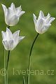 Tulipa White Triumphator - tulipán White Triumphator - celá rostlina - 22.4.2007 - Lanžhot (BV) - soukromá zahrada