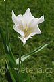 Tulipa White Triumphator - tulipán White Triumphator - celá rostlina - 22.4.2007 - Lanžhot (BV) - soukromá zahrada