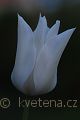 Tulipa White Triumphator - tulipán White Triumphator - květ - 19.4.2007 - Lanžhot (BV) - soukromá zahrada