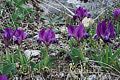 Iris pumila - kosatec nízký - celá rostlina - 7.4.2007 - Pavlov (BV) - východní svah Děvína