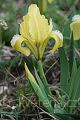 Iris pumila - kosatec nízký - květ - 7.4.2007 - Pavlov (BV) - východní svah Děvína