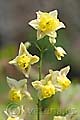 Epimedium ×versicolor - škornice - květ - 24.4.2010 - Lanžhot (BV) - soukromá zahrada