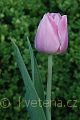 Tulipa Dreaming Maid - tulipán Dreaming Maid - celá rostlina - 17.4.2007 - Lanžhot (BV) - soukromá zahrada