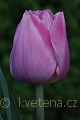 Tulipa Dreaming Maid - tulipán Dreaming Maid - květ - 17.4.2007 - Lanžhot (BV) - soukromá zahrada
