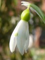 Galanthus woronowii - sněženka - květ - 2.4.2005 - Lanžhot (BV) - soukromá zahrada