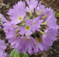 Primula denticulata - prvosenka - květ - 17.4.2005 - Lanžhot (BV) - soukromá zahrada