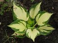 Hosta Morning Lights - bohyška Morning Lights - celá rostlina - 8.8.2004 - Lanžhot (BV) - soukromá zahrada