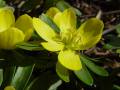 Eranthis hyemalis - talovín zimní - květ - 4.2.2007 - Lanžhot (BV) - soukromá zahrada