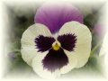 Velkokvěté macešky - Viola ×wittrockiana