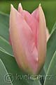 Tulipa greigi S-Bonus - tulipán Greigův S-Bonus - květ - 11.4.2011 - Lanžhot (BV) - soukromá zahrada