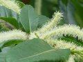 Castanea sativa - kaštanovník jedlý - květ - 5.7.2004 - Hluboká nad Vltavou (CB) - zámecký park