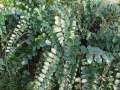 Pellaea rotundifolia -  - celá rostlina - 16.1.2005 - Lanžhot (BV) - přenosné rostliny