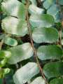 Pellaea rotundifolia -  - list - 16.1.2005 - Lanžhot (BV) - přenosné rostliny