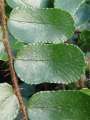 Pellaea rotundifolia -  - list - 16.1.2005 - Lanžhot (BV) - přenosné rostliny