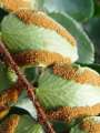 Pellaea rotundifolia -  - výtrusnice - 16.1.2005 - Lanžhot (BV) - přenosné rostliny