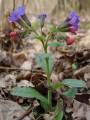 Pulmonaria officinalis - plicník lékařský - celá rostlina - 29.3.2003 - Lanžhot (BV) - Kazůbek