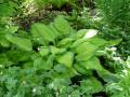 Hosta Pauls Glory - bohyška Pauls Glory - výsadba - 28.5.2006 - Lanžhot (BV) - soukromá zahrafa