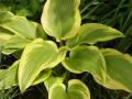 Hosta montana var. aureomarginata bohyška