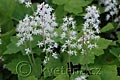 Tiarella cordifolia - tiarela srdčitá - celá rostlina - 28.4.2008 - Lanžhot (BV) - soukromá zahrada