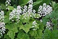 Tiarella cordifolia - tiarela srdčitá - celá rostlina - 28.4.2008 - Lanžhot (BV) - soukromá zahrada