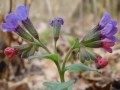 Pulmonaria officinalis - plicník lékařský - květ - 29.3.2003 - Lanžhot (BV) - Kazůbek