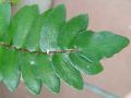Notholaena himalaica - podmrvka - list - 7.8.2005 - Lanžhot (BV) - přenosné rostliny