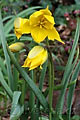 Tulipa sylvestris - tulipán planý - celá rostlina - 6.4.2008 - Lanžhot (BV) - soukromá zahrada