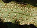 Cyrtomium falcatum -  - výtrusnice - 16.1.2005 - Lanžhot (BV) - soukromá zahrada