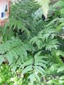 Cyrtomium falcatum -  - celá rostlina - 7.8.2005 - Lanžhot (BV) - soukromá zahrada