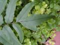 Cyrtomium falcatum -  - list - 7.8.2005 - Lanžhot (BV) - soukromá zahrada