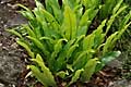 Phyllitis scolopendrium - jazyk jelení - celá rostlina - 16.6.2010 - Praha (PH) - Botanická zahrada UK Praha