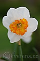 Narcissus Bella Vista - narcis Bella Vista - květ - 11.4.2009 - Lanžhot (BV) - soukromá zahrada