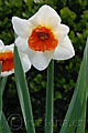 Narcissus Bella Vista - narcis Bella Vista - květ - 6.4.2008 - Lanžhot (BV) - soukromá zahrada